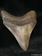 Inch Megalodon Tooth - Highly Serrated #1167-1